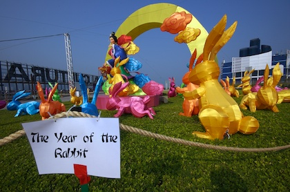 rabbit