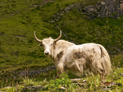 yaks